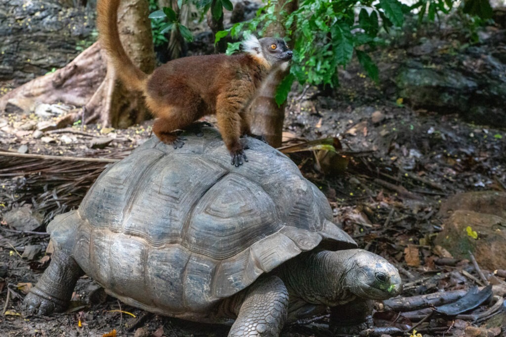 Ein Lemur sitzt auf dem R&uuml;cken einer Riesenschildkr&ouml;te.